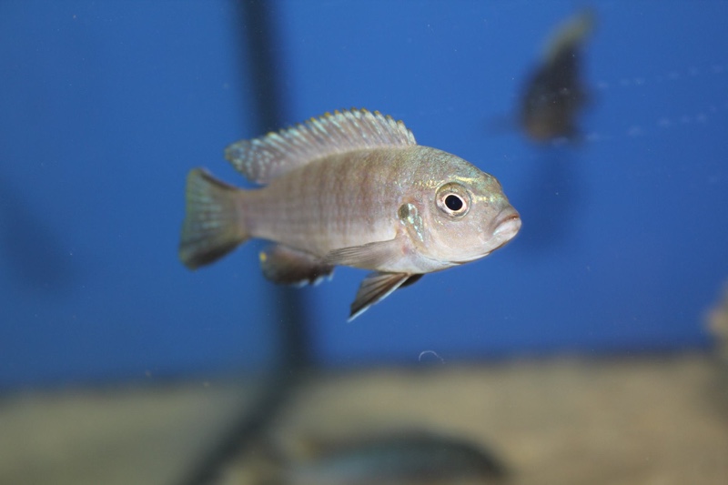 Maylandia sp. 'zebra mbowe' Mbowe Island